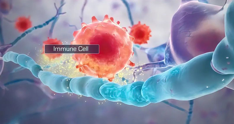 癌癥免疫治療：四大免疫細(xì)胞的&ldquo;抗癌聯(lián)盟&rdquo;與協(xié)同作戰(zhàn)
